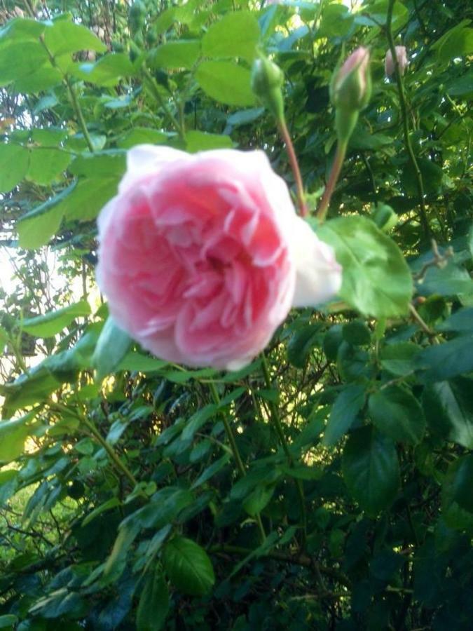 Hon-Ty Bed & Breakfast Groix Bagian luar foto